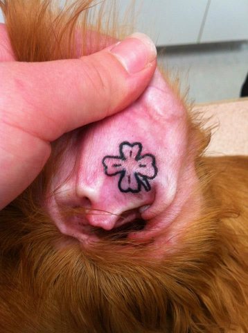 Patient Tattoos | Veterinarian in Winnipeg, MB | Roblin Animal Hospital -  My Vet